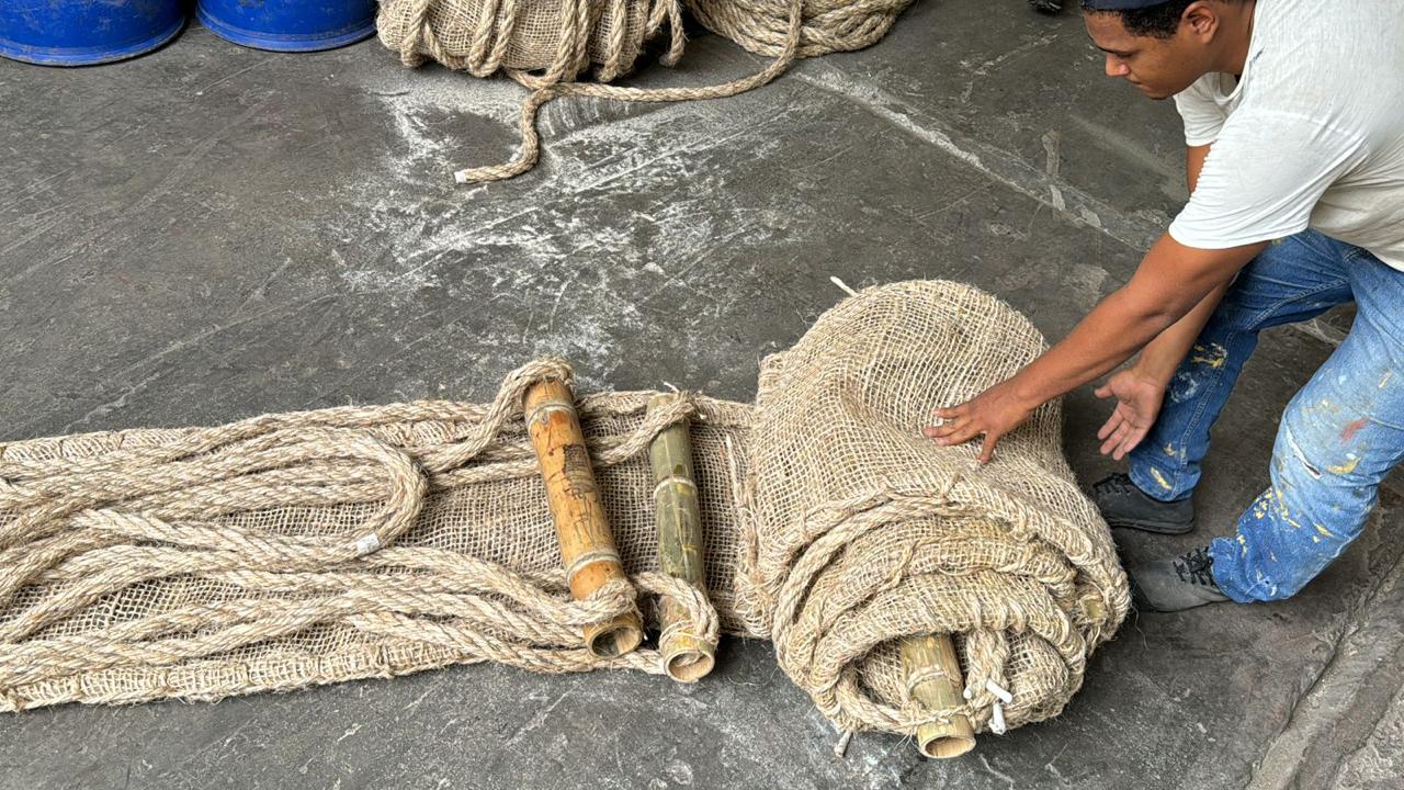 Desenrollando rabo de plantado